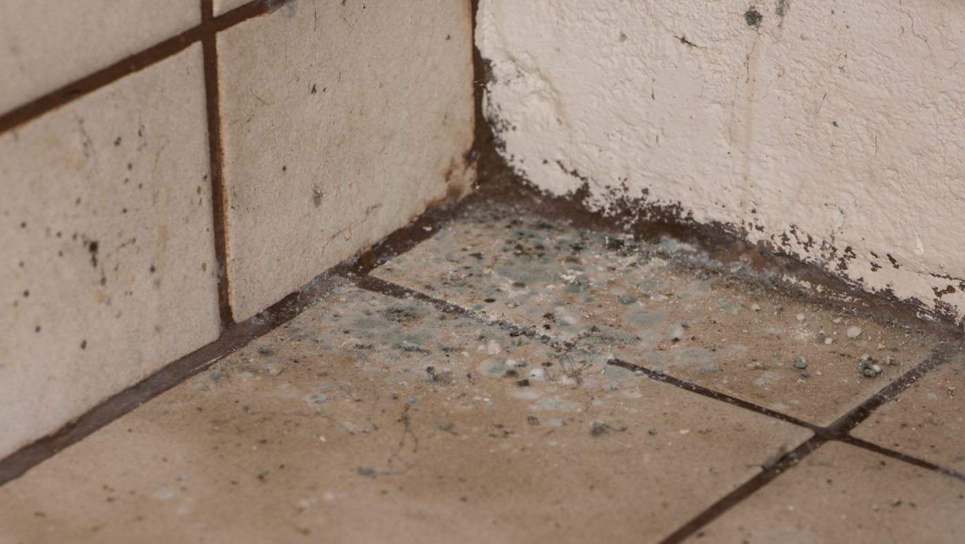 common types of mold