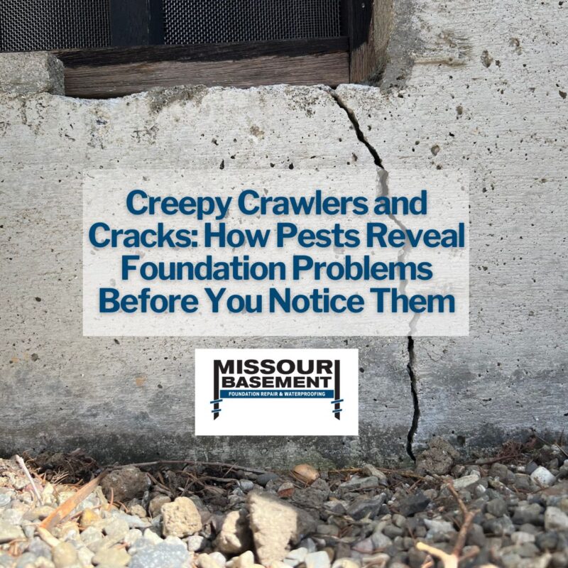 Creepy Crawlers and Cracks: How Pests Reveal Foundation Problems Before You Notice Them